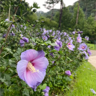 화담숲 모노레일