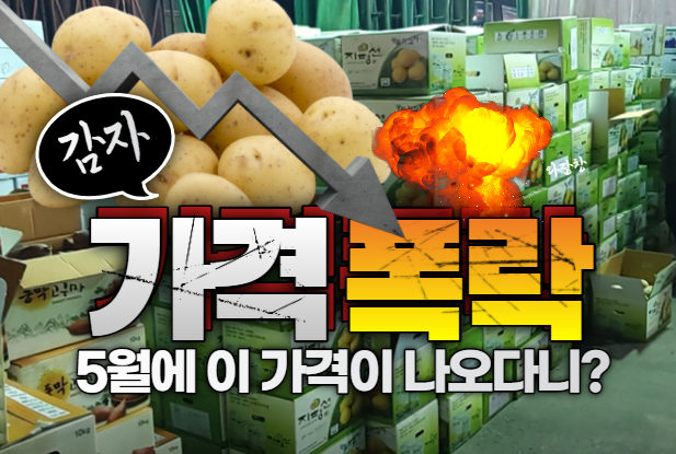  지금까지 이런 가격은 없었다. "5월 감자가격" 걱정이네요!!