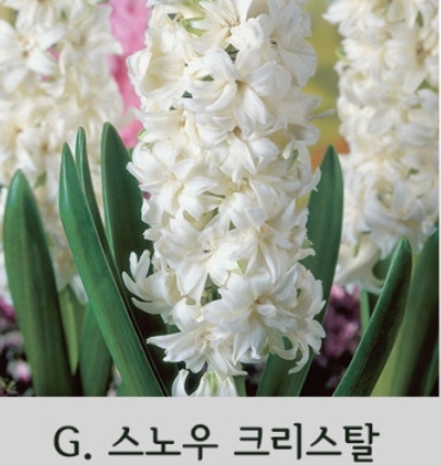 히아신스 스노우크리스탈