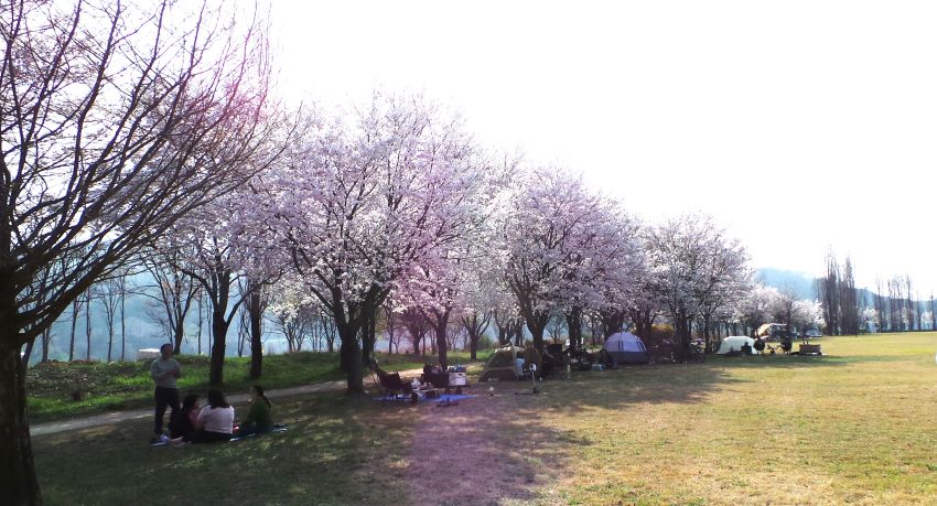 벚꽃길 따라 늘어선 텐트들&#44; 하얀 하늘&#44; 바닥은 초원&#44;