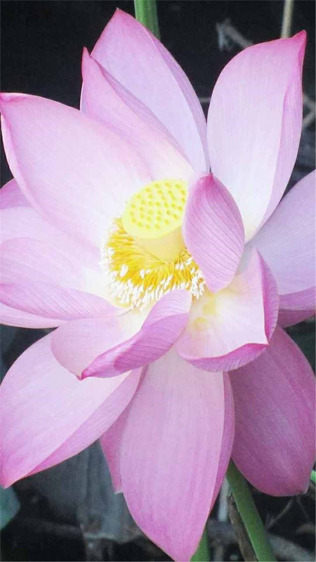 Lotus Flower iPhone Wallpaper