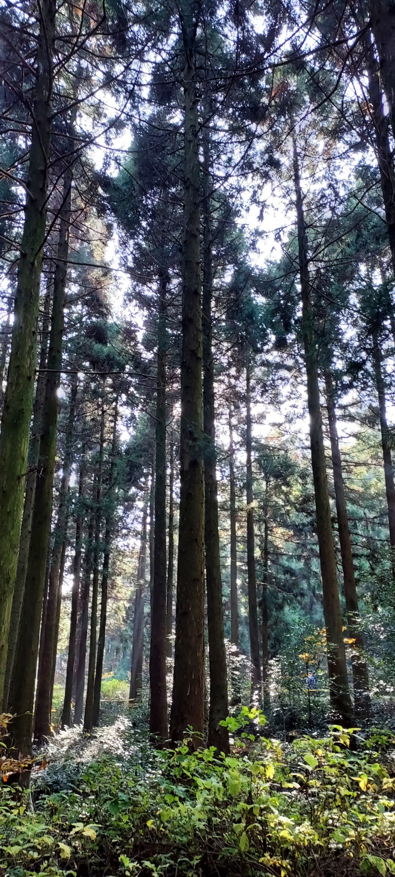 사려니숲-미로숲길-침옆수림