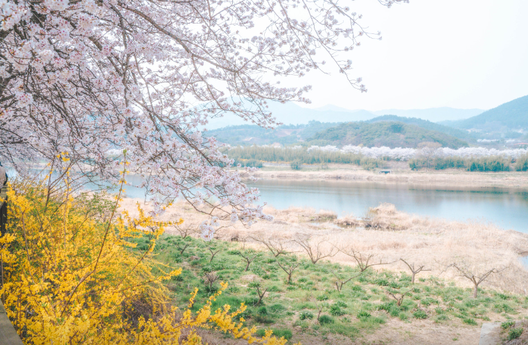 진해군항제5