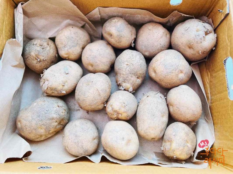 여름 감자 저장 방법 칼로리 감자 저장 방법 껍질 벗긴 감자 저장 9
