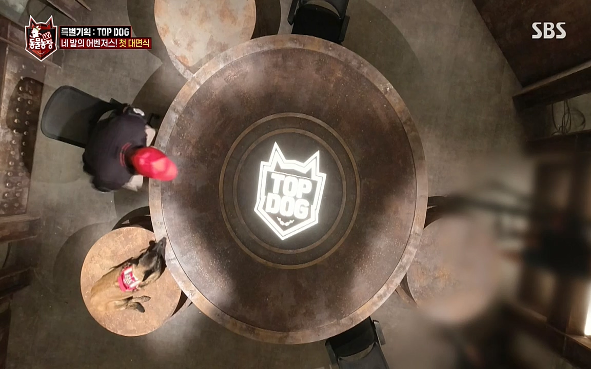 TV 동물농장.E1085.220905p-NEXT.mp4_20220904_173540.367.jpg