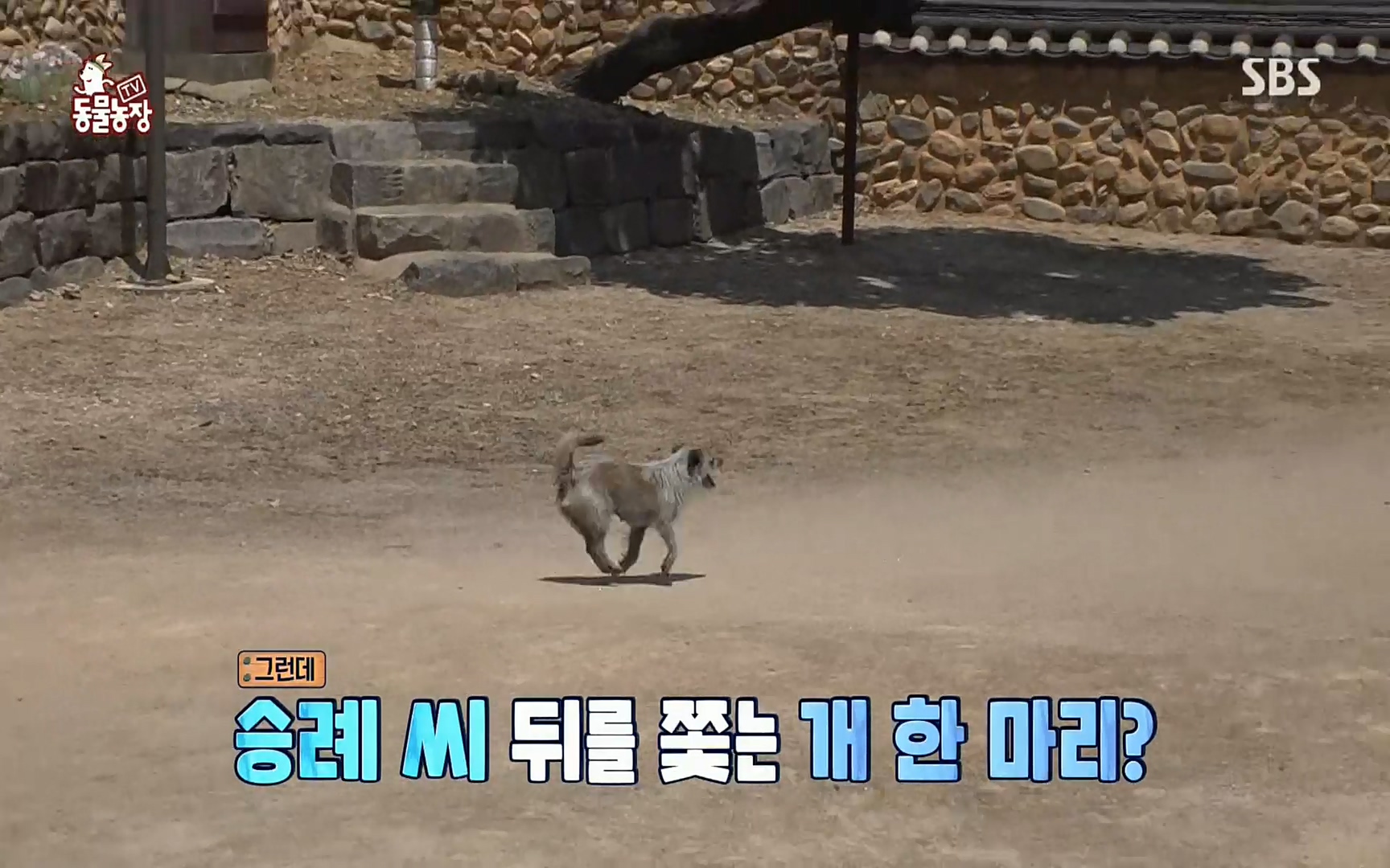 TV 동물농장.E1074.220619p.H264-F1RST.mp4_20220619_182545.078.jpg