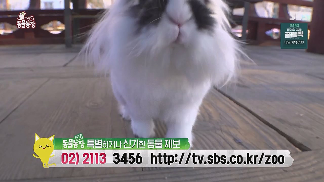 TV 동물농장.E1104.230123p.WANNA.mp4_20230123_195420.974.jpg