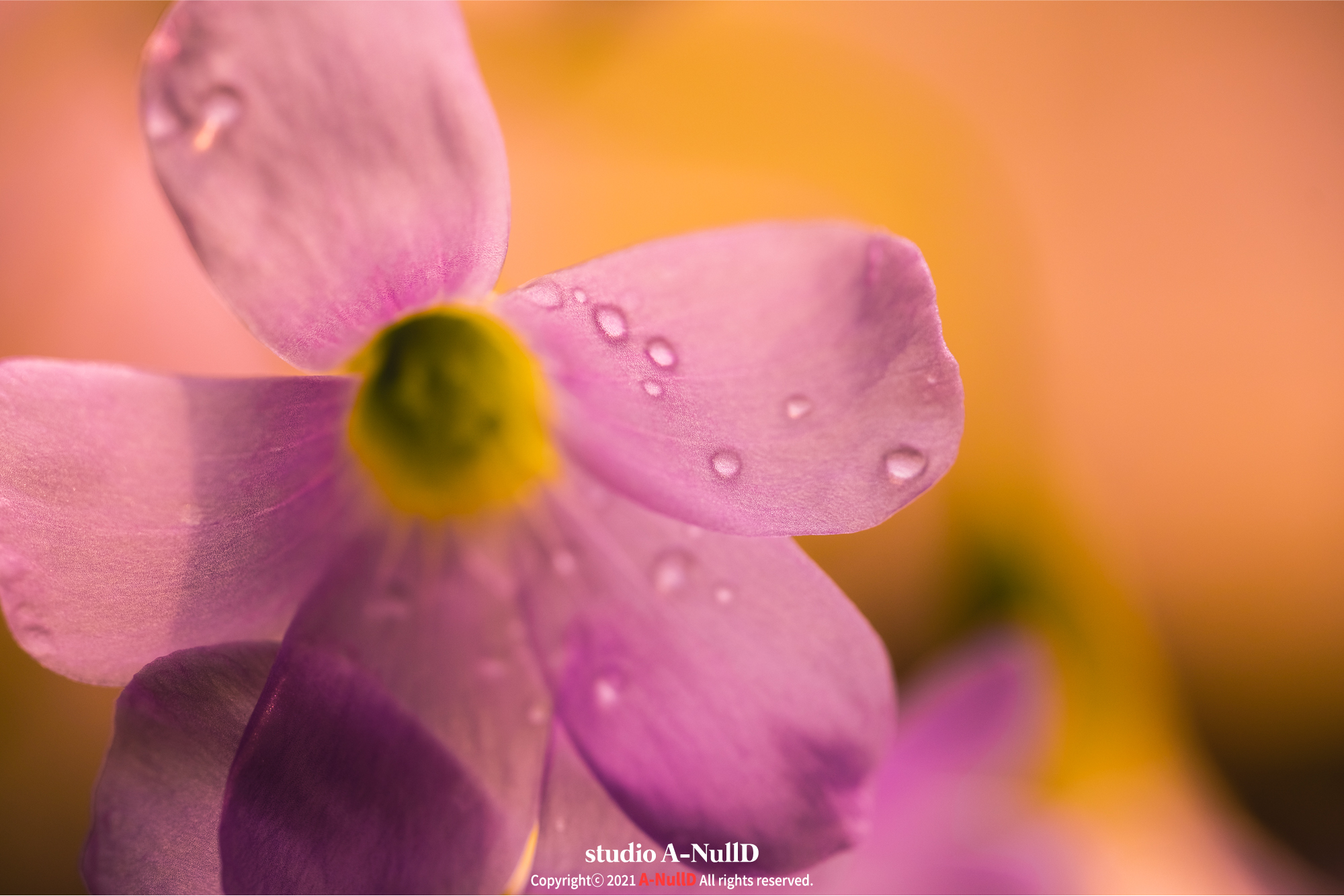  시그마 70mm F2.8 DG MACRO 매크로 렌즈, 일상 그리고 자연의 패턴, 색감 #1
