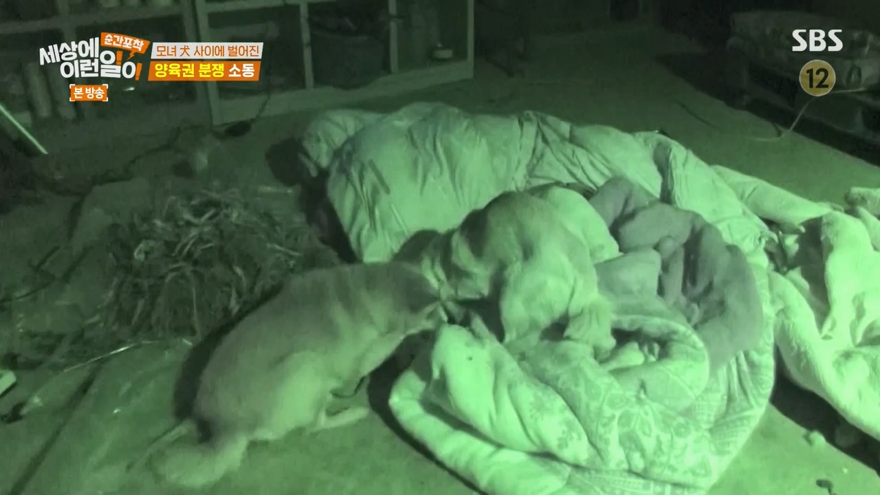 순간포착 세상에 이런일이.E1269.240317p-NEXT.mp4_20240317_163606.685.jpg
