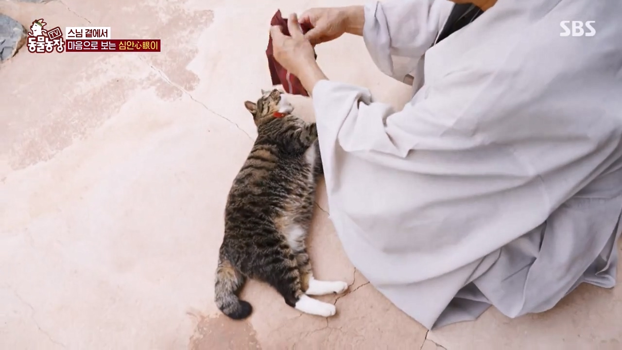 TV 동물농장.E1143.231030p-NEXT.mp4_20231029_161400.427.jpg