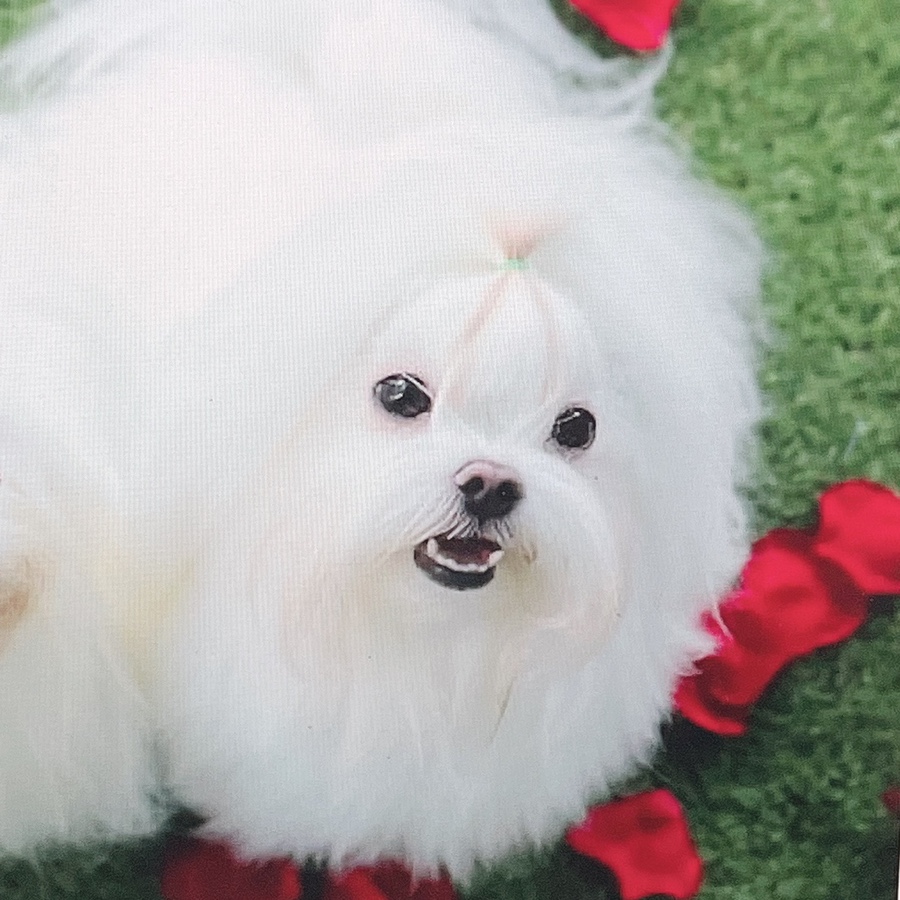 말티즈 키울 때 꼭 읽어보세요 소형견 종류 미니 16