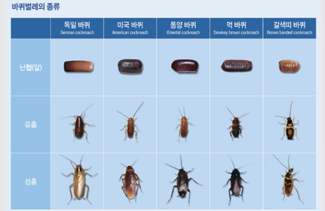 바퀴벌레 종류