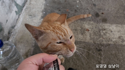 손가락에-턱을-가져다-대는-고양이.