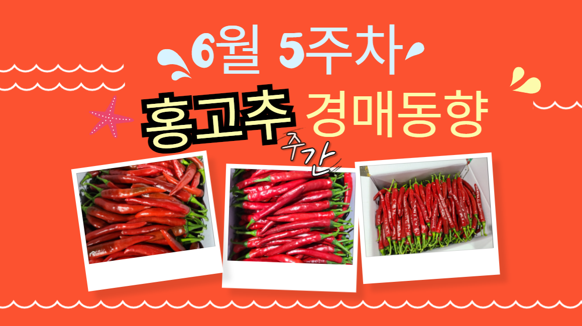  [경매사 주간보고] 2024년 6월 마지막주 "홍고추" 주간 경매동향을 살펴보겠습니다!