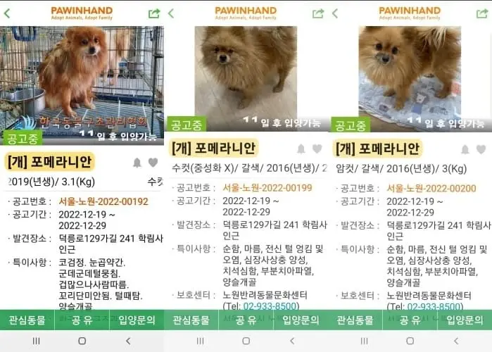 "얼어 죽은 푸들 품고 있는 시바견…" 한파 속 야산에 버려진 유기견 20마리 발견되자 모두가 오열한 상황