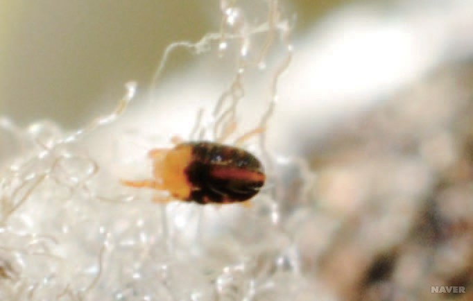 전나무잎응애 (Spruce spider mite)