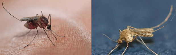 말라리아 모기의 생김새와 일본뇌염 모기의 생김새에 대한 설명&#44; 왼쪽은 중국얼룩날개모기로&#44; 주로 휴전선 인근 지역에서 많이 발생하는데요.