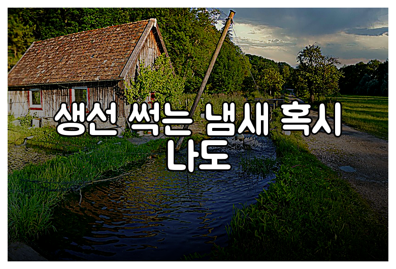 생선 썩는 냄새 혹시 나도