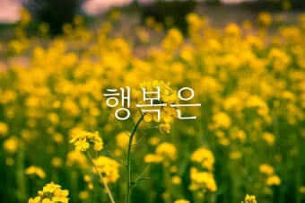 나는 행복하기로 했다