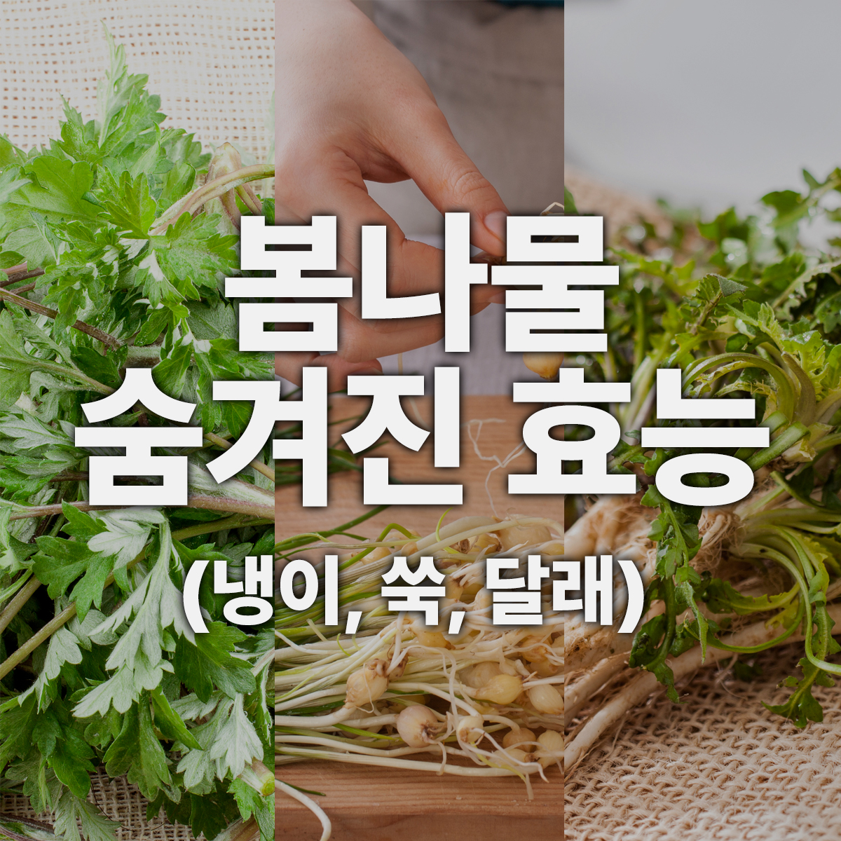  봄나물 (냉이, 쑥, 달래) 3대장의 숨겨진 효능
