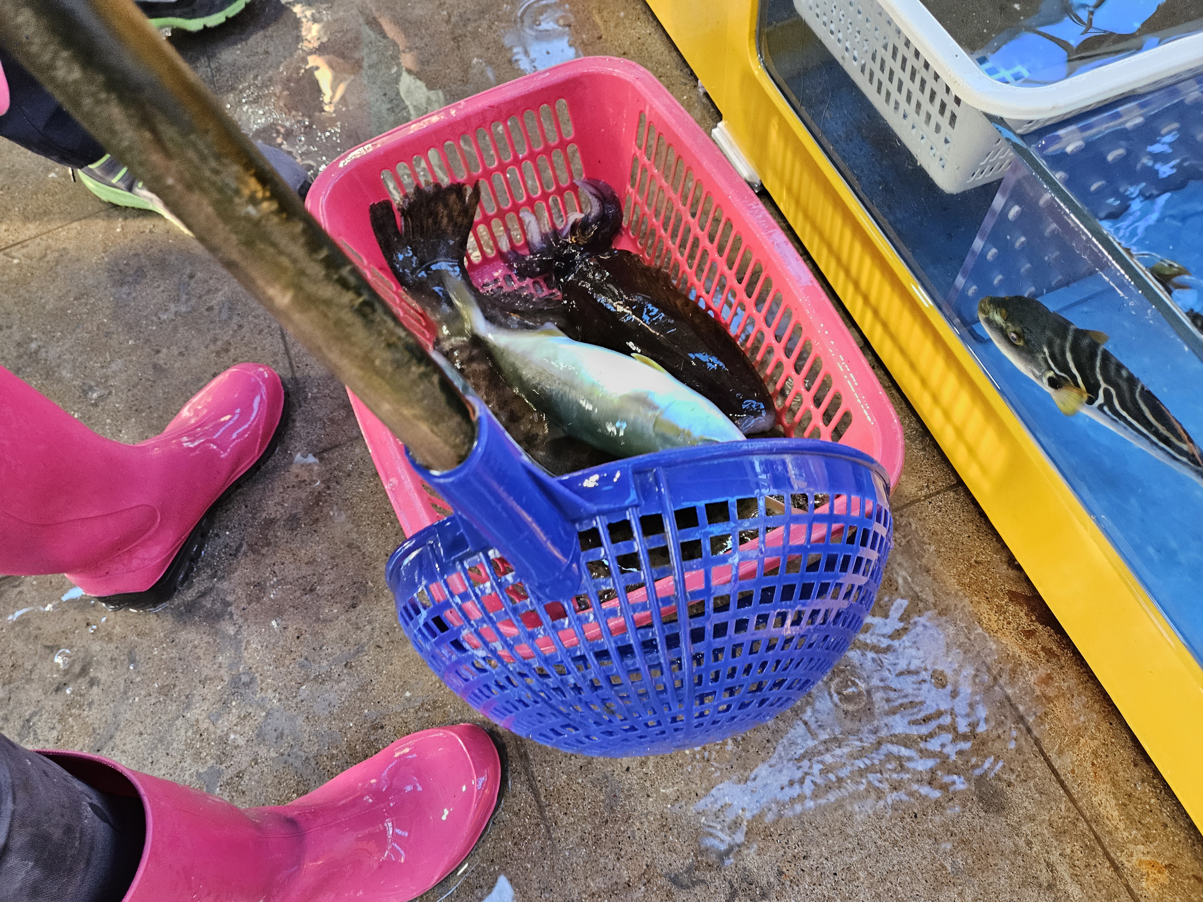 강원도 고성군 거진항 수산물 판매장 거진항 수산물 판매장 거진항 회센터 광어 우럭 무늬오징어 멍개 방어 강원도 고성 고성 가볼만한 곳