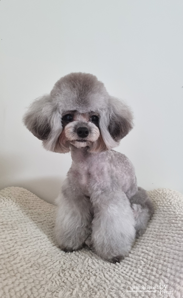 ::모델이 되어도 좋아! 실버푸들 마리 미용 20