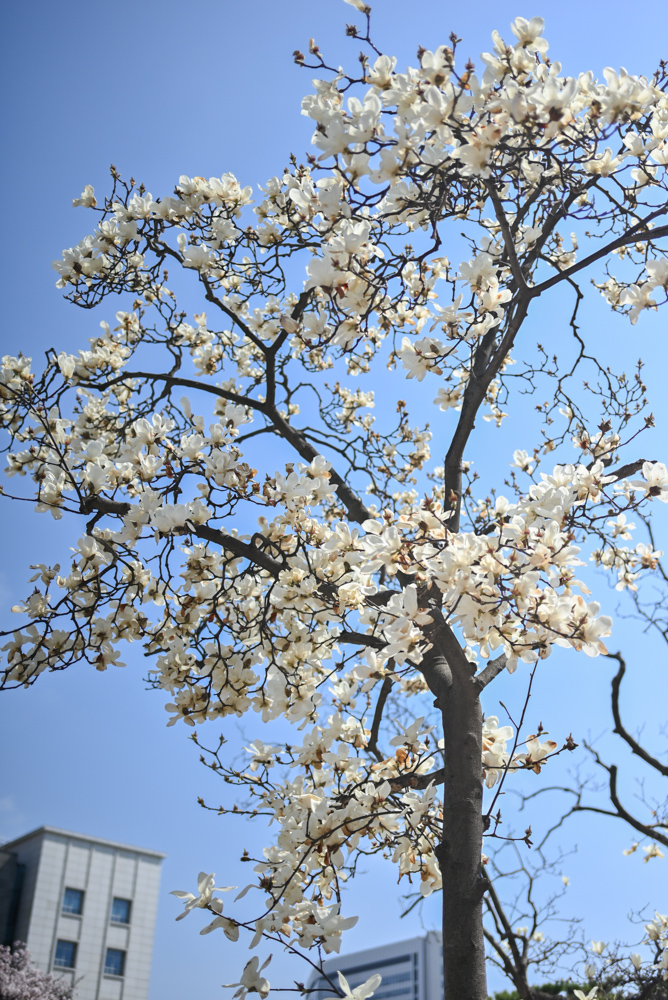벚꽃 명소인 연세대