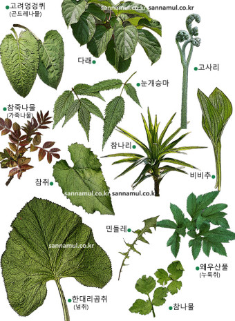 건강약초 이미지