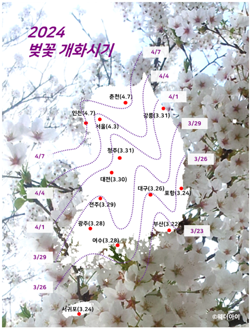 2024벚꽃 개화시기(출처:웨더아이)