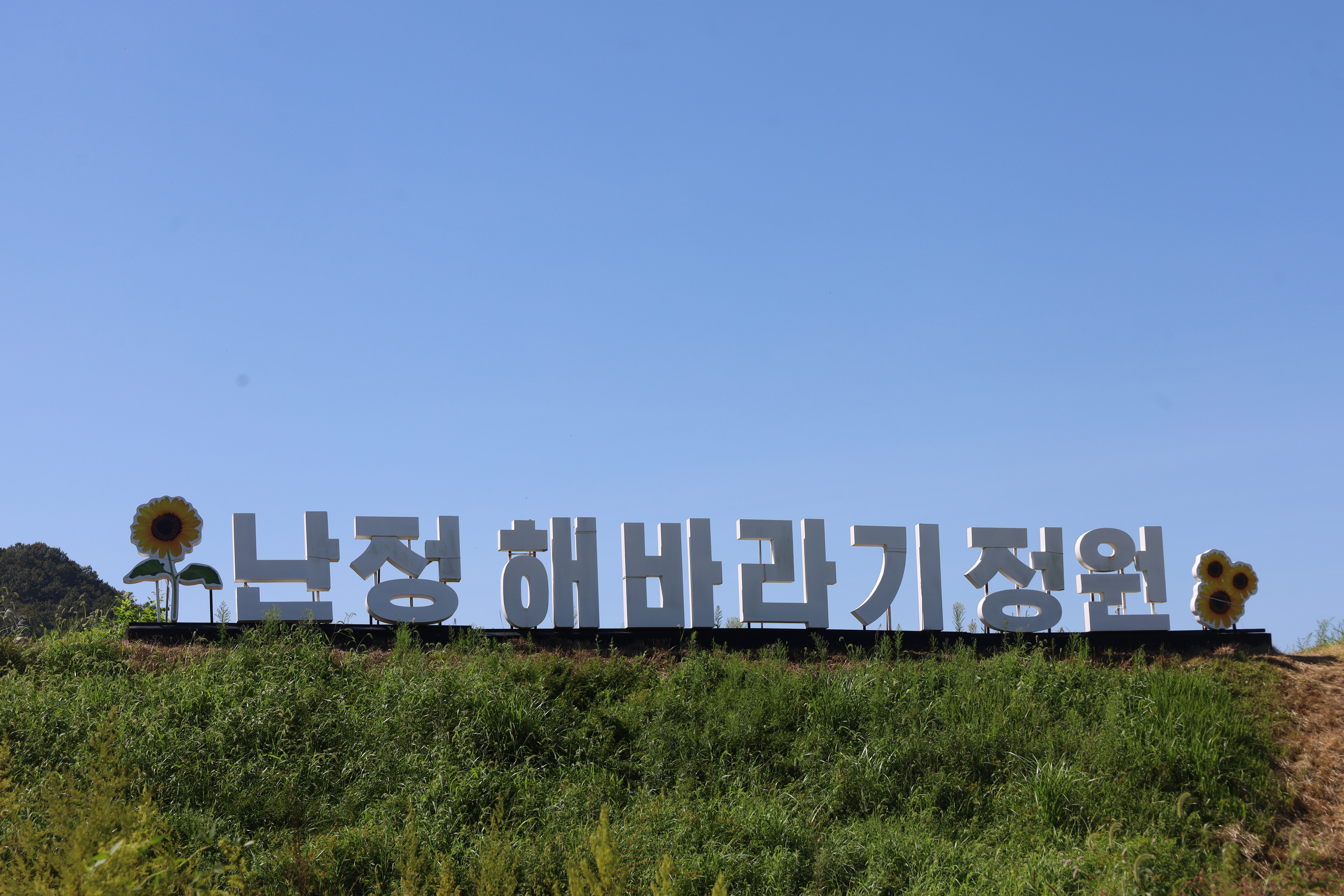 해바라기꽃 사랑