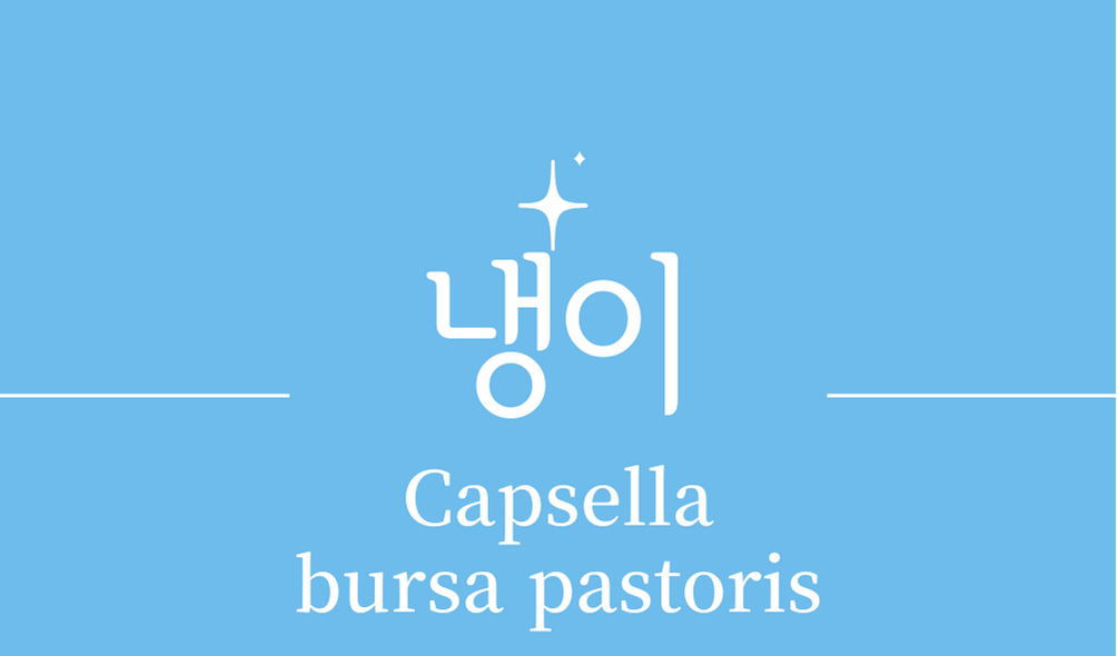 &#39;냉이(Capsella bursa pastoris)&#39;