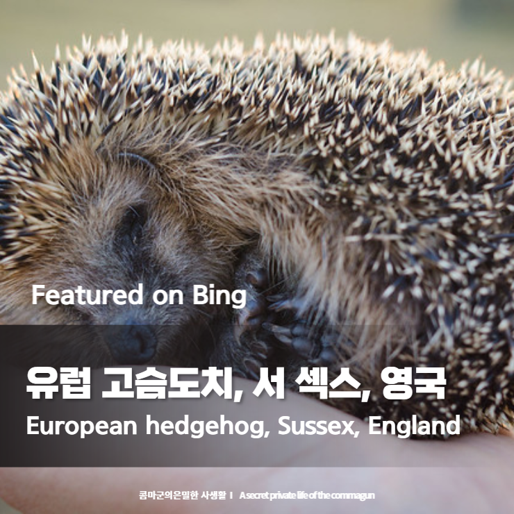  Featured on Bing - 유럽 고슴도치, 서 섹스, 영국 European hedgehog, Sussex, England