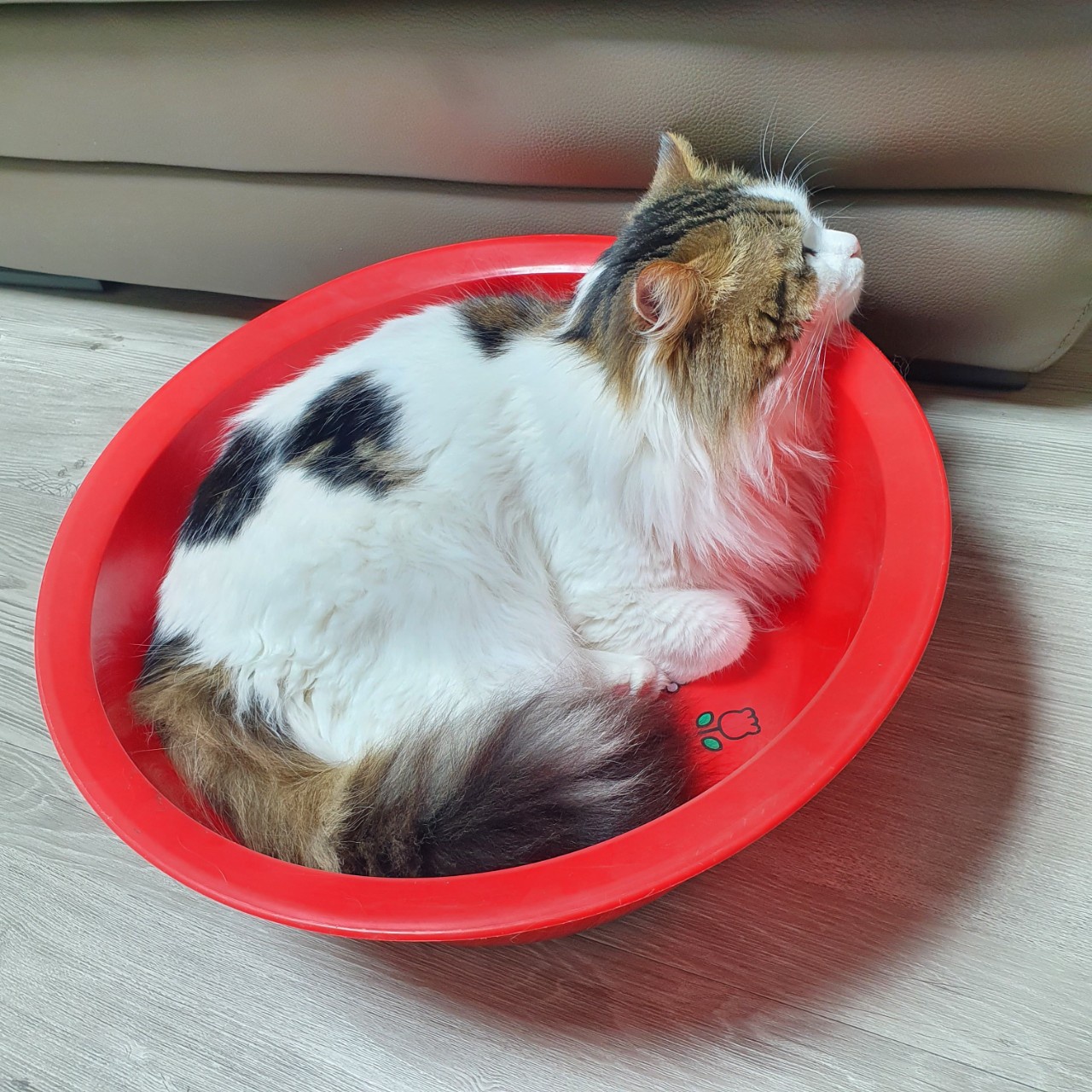 고양이목욕
