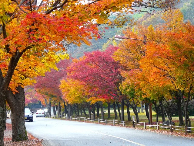 의림지에서 본 단풍나무