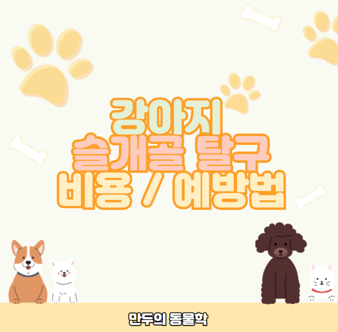 강아지슬개골탈구수술비용및예방방법총정리