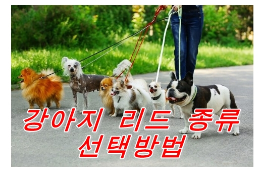  강아지 리드의 종류와 선택법