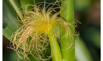  옥수수 수염 (CORN SILK) 효능 부작용, 섭취법 모두 알고 가세요.