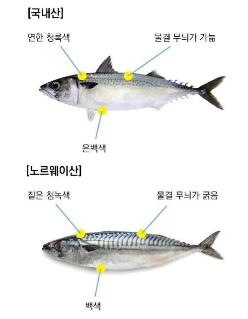 겨울 별미 명태의 효능과 이름종류 - 생태,동태,황태,북어 겨울 별미 명태의 효능과 이름종류 - 생태,동태,황태,북어