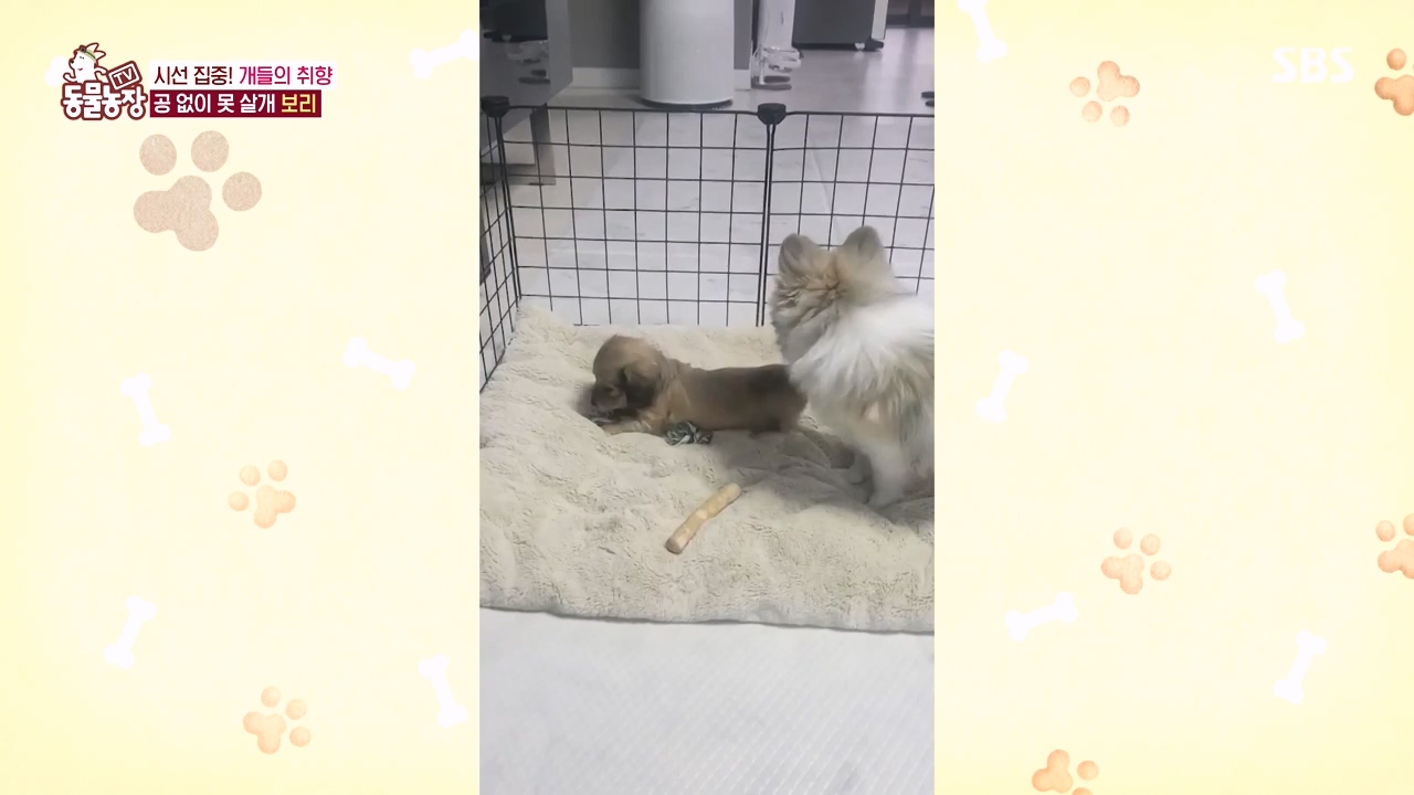 TV 동물농장.E1152.231232p-NEXT.mp4_20231231_172004.111.jpg