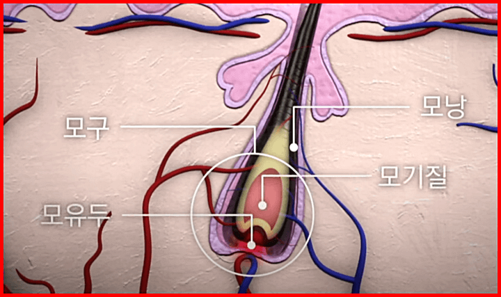 모발구조-모낭