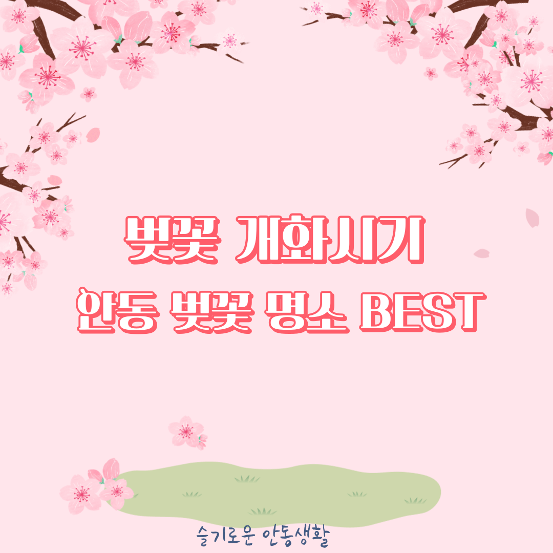  안동 벚꽃구경 장소, 개화시기