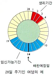 생리전 생리후 임신가능성 배란일 확인_3