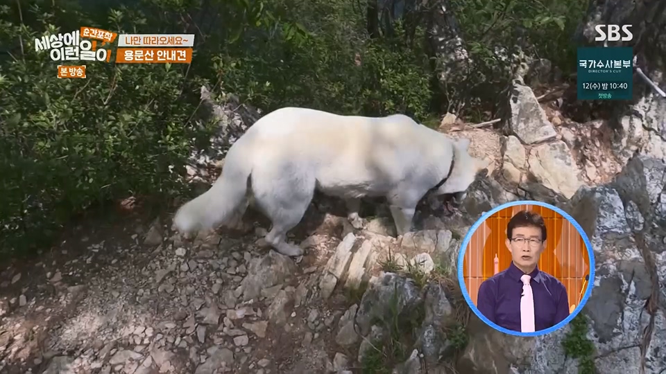 순간포착 세상에 이런일이.E1236.230708p.H264-F1RST.mp4_20230709_171122.166.jpg