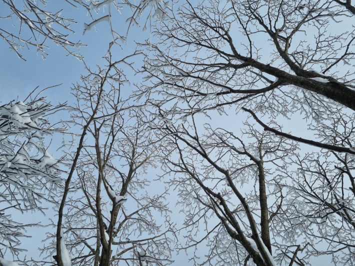 상고대