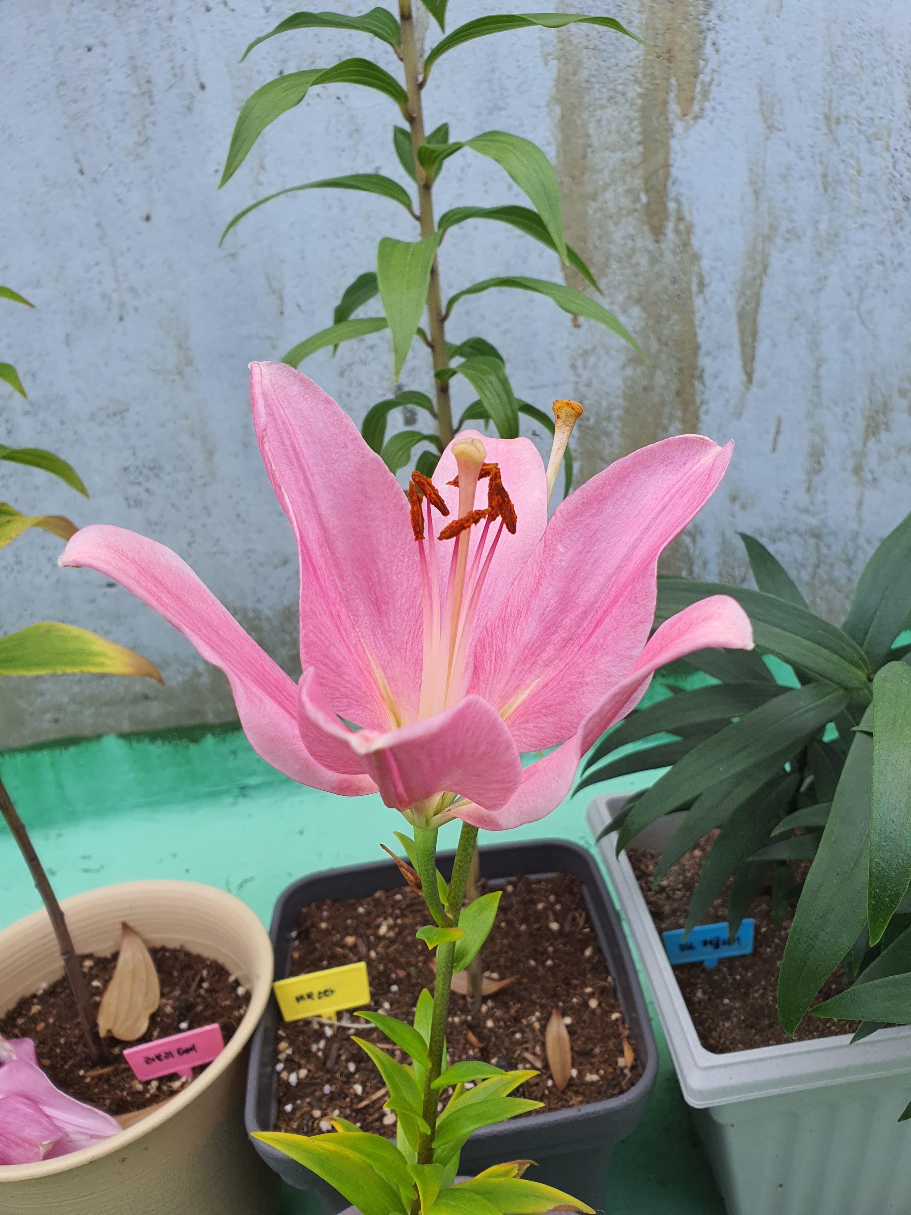 인디언 썸머셋 백합 꽃