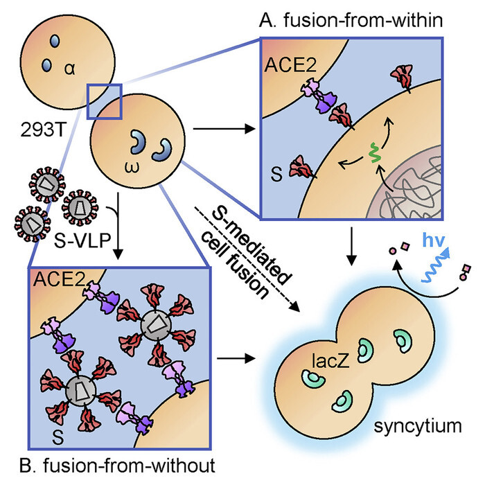 Quantitative Assays Reveal Cell Fusion at Minimal Levels of SARS-CoV-2 Spike Protein and Fusion-from-Without