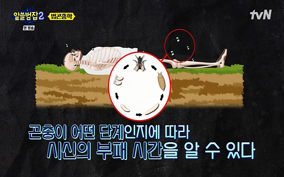 알쓸범잡 2.E15.220425p-NEXT.mp4_20220425_181227.099.jpg