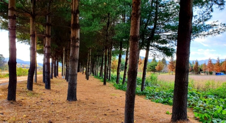 - 수덕사, 명상치유림길과 수암산의 가을 예산으로 볼거리, 단풍여행 23