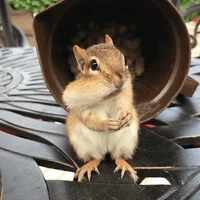 Peanut