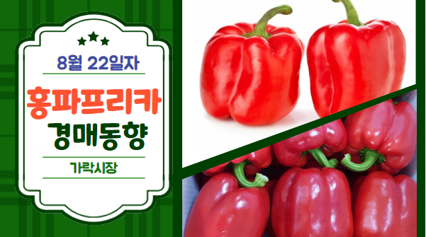 [경매사 일일보고] 8월 22일자 가락시장 홍파프리카 경매동향을 살펴보겠습니다!